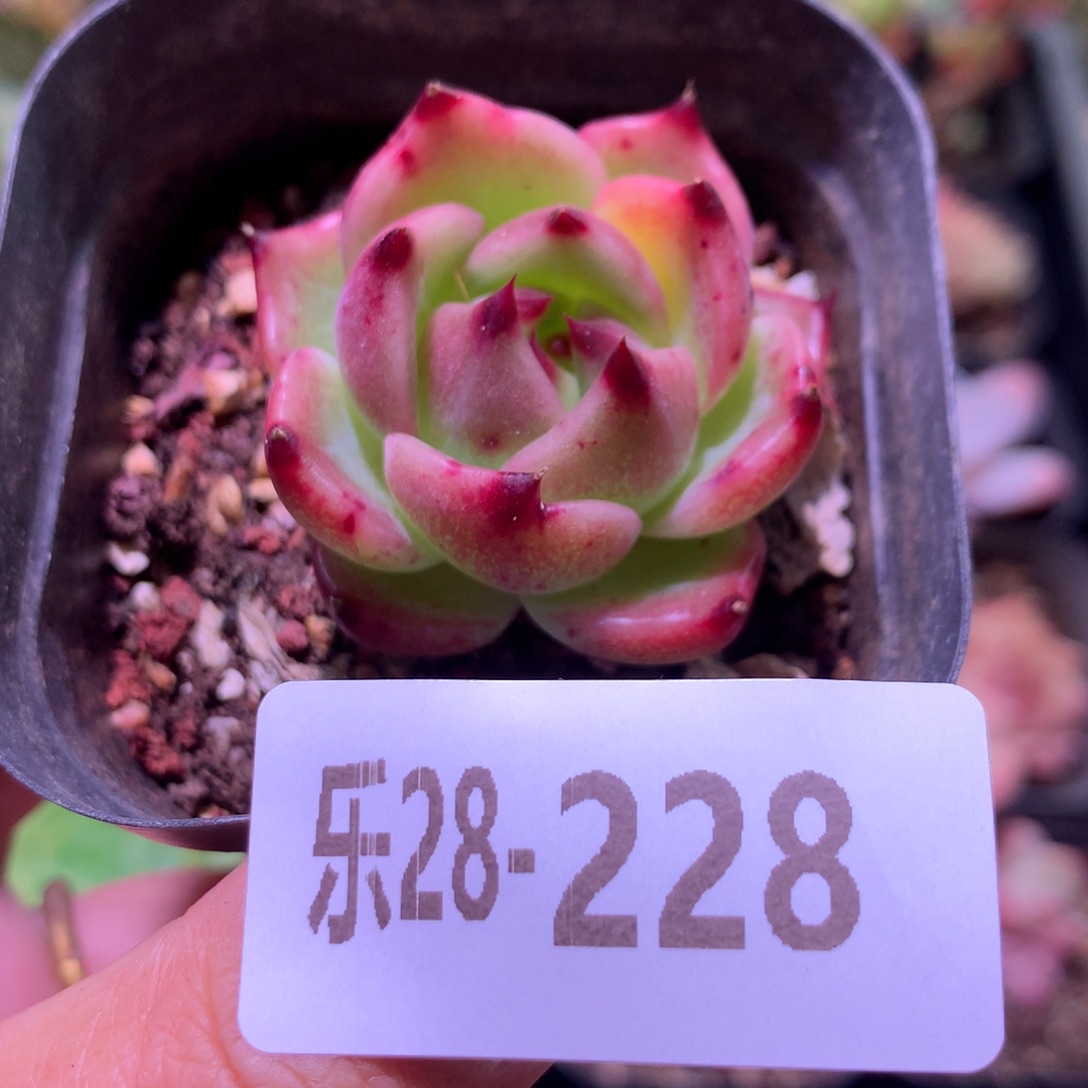 乐然28-228 蓝龙单头 