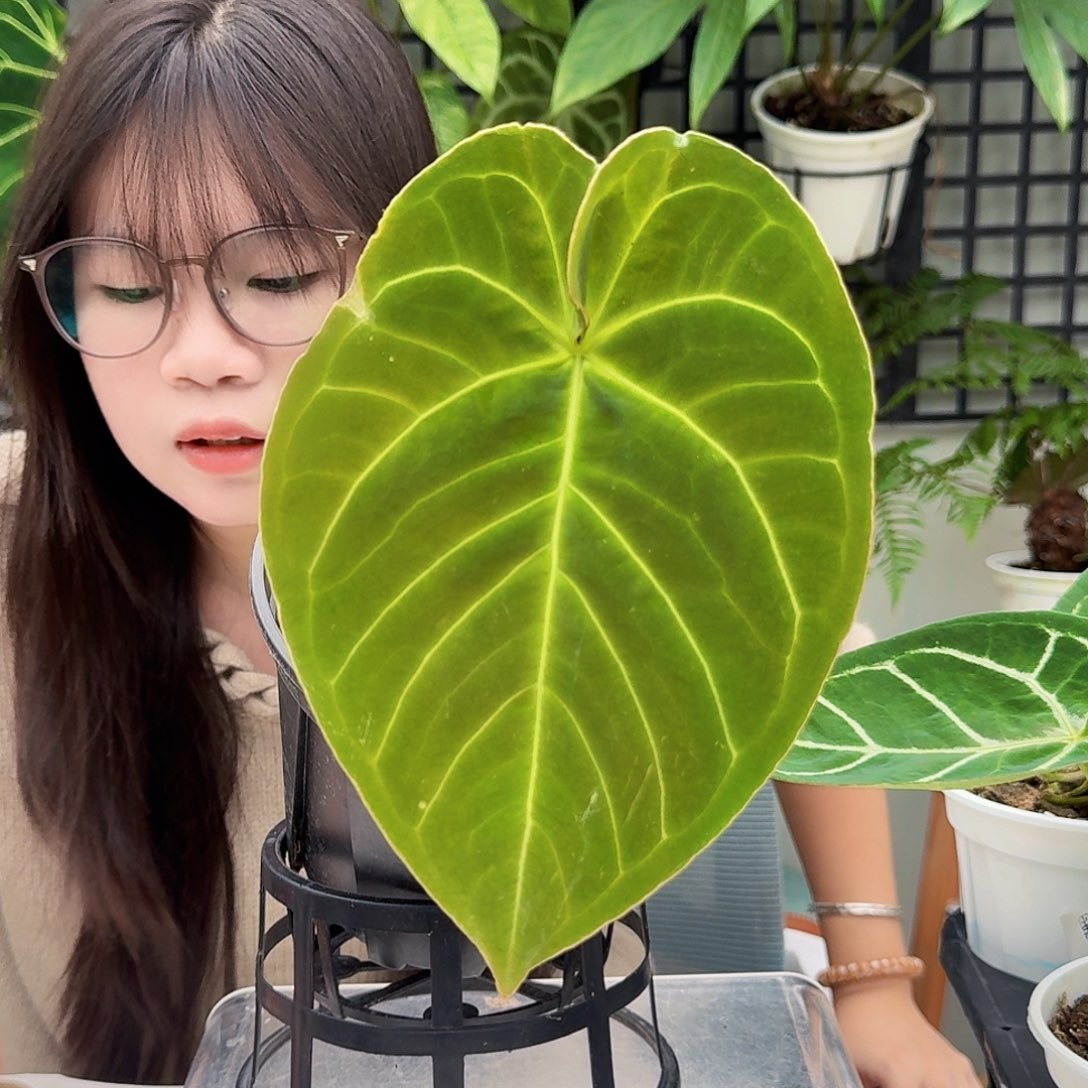 哈***汪完全开放一物一拍P163叶损无售后