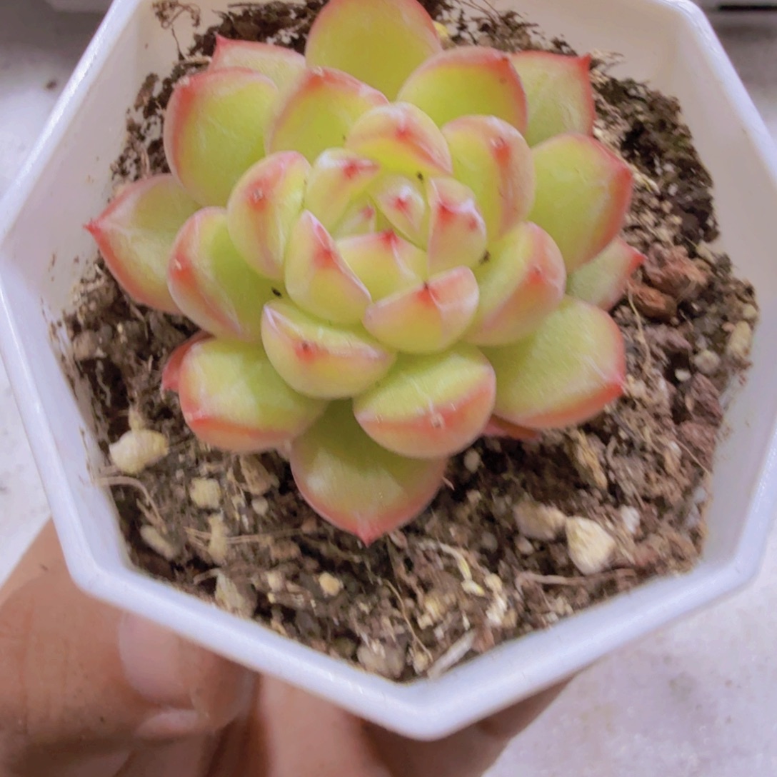 雪花珍妮福利一颗
