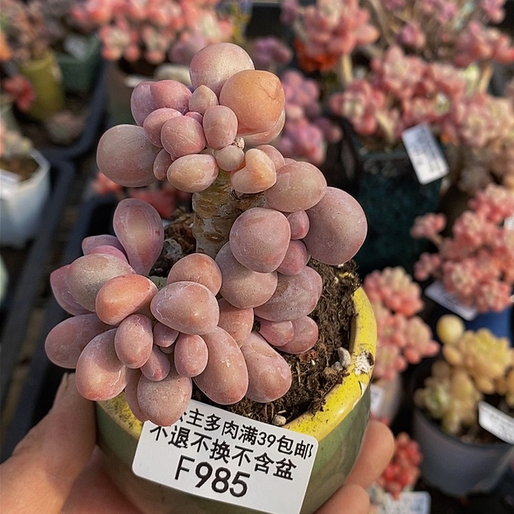 汤圆6cm985多肉植物