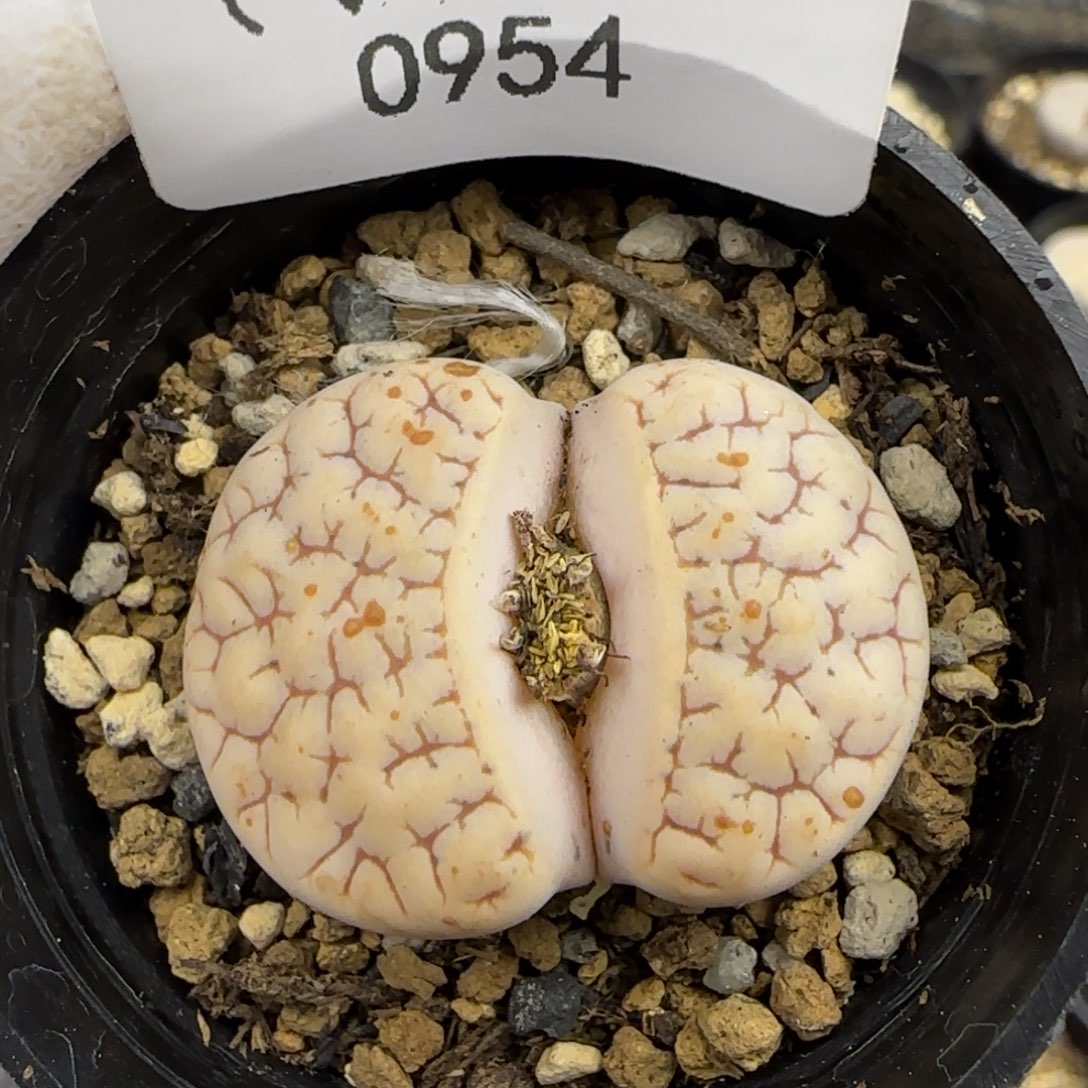 0954。默认脱土。18包邮。偏远88包邮