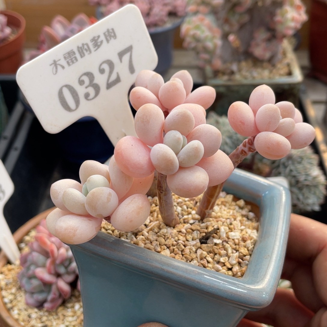 0327粉嘟嘟不带盆10厘米