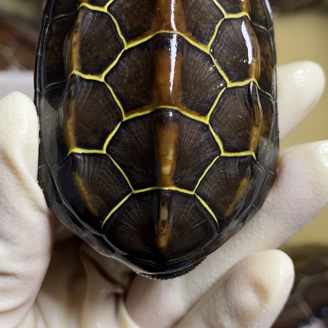 绿毛龟公9999999999999999