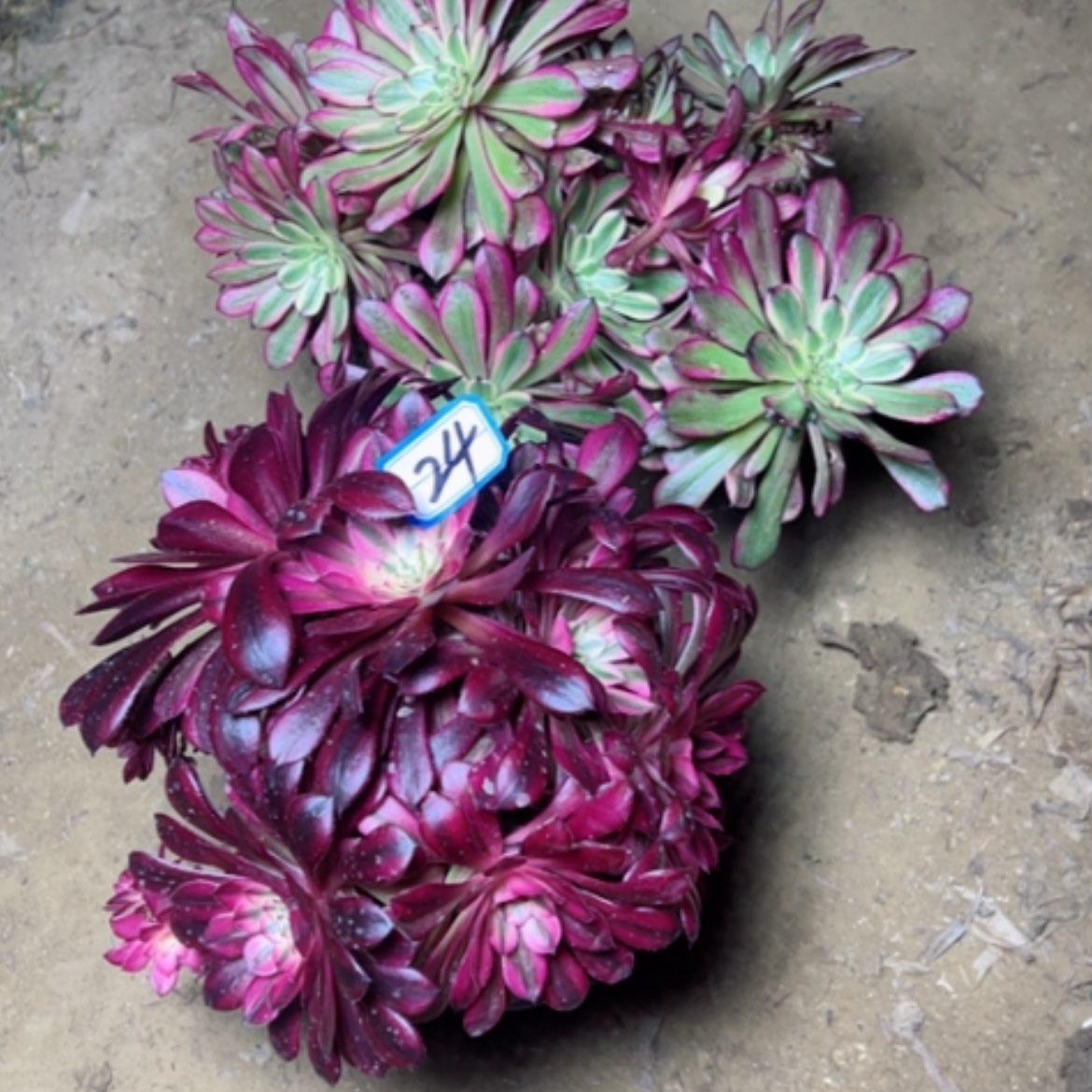 【闪购商品】多肉植物砍过不售后24