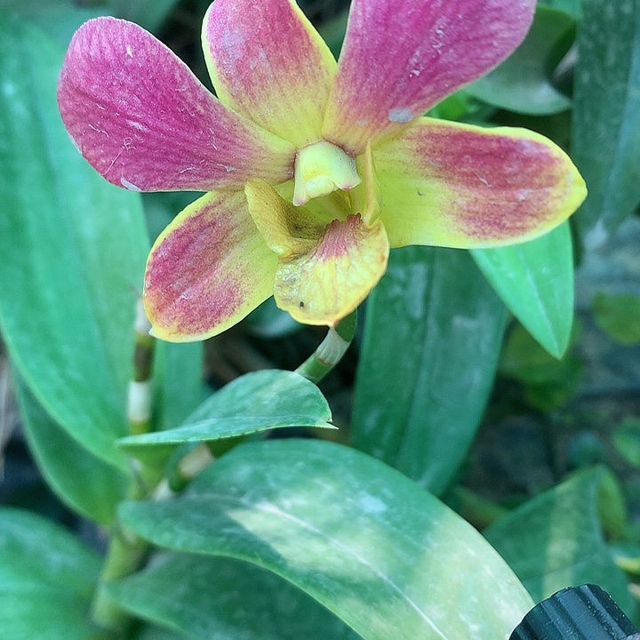 完全开放进口复古色工2个前路杆