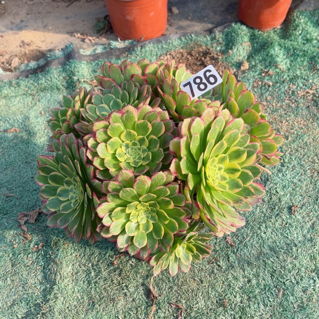 786朝霞锦多肉植物