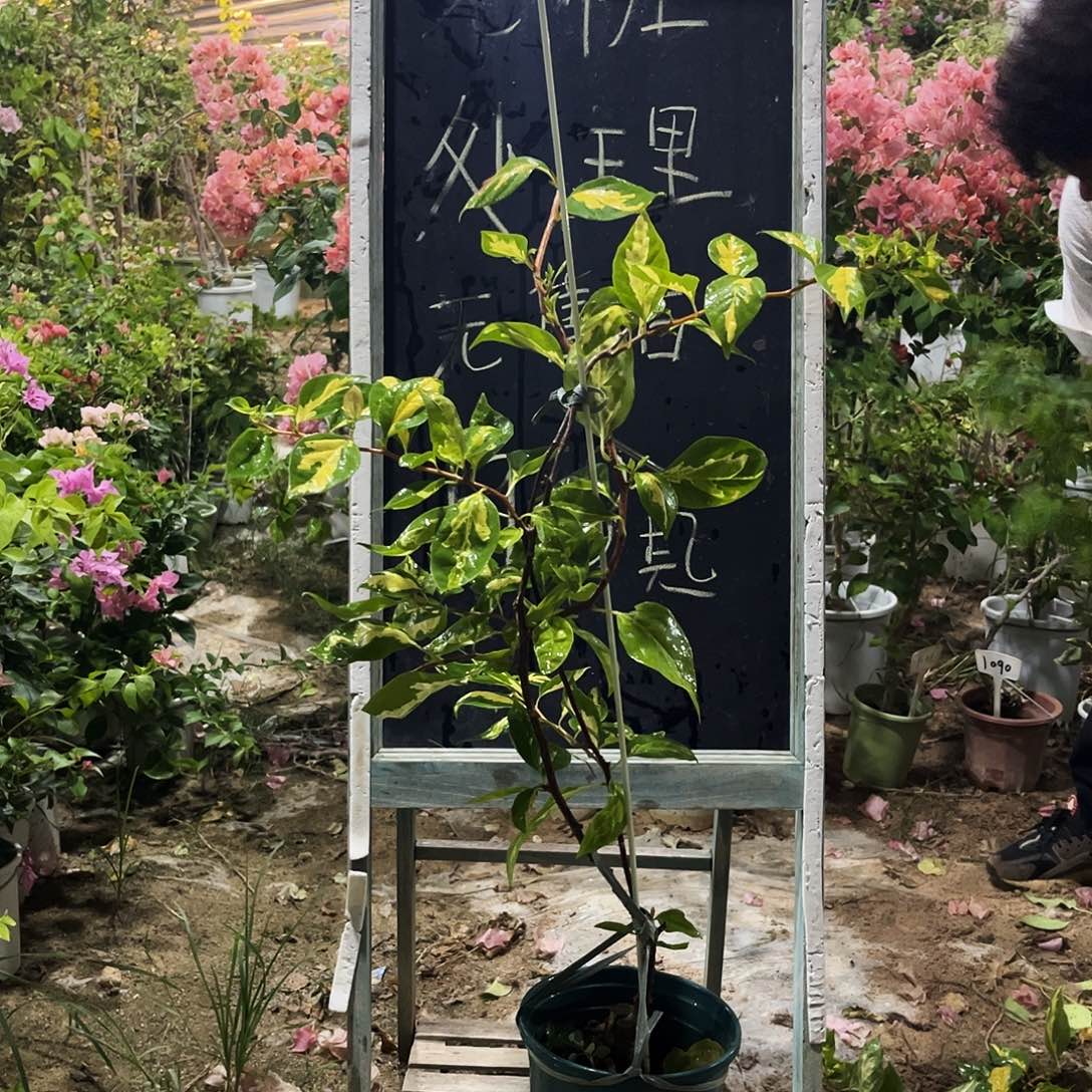 完全开放三角梅三角梅1129