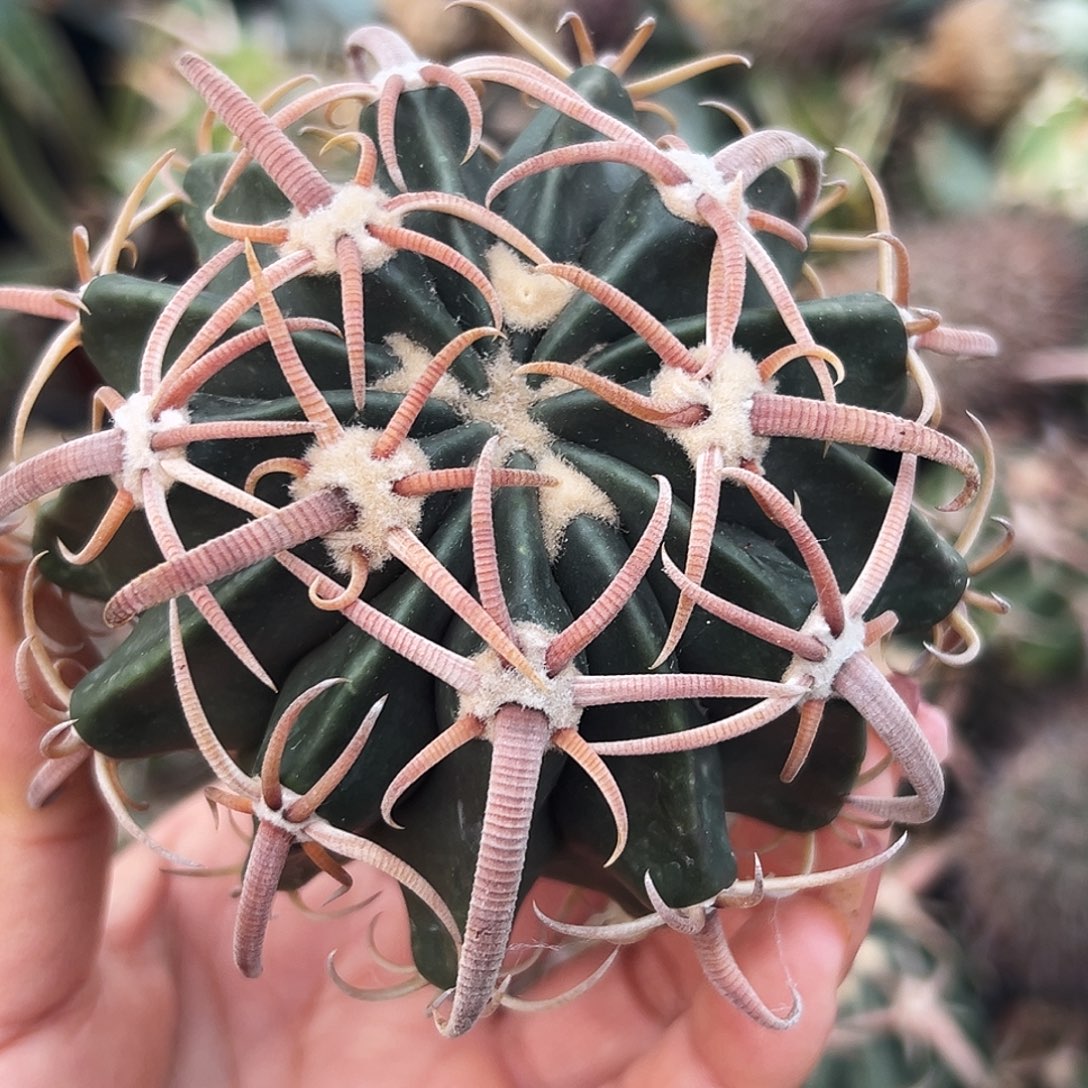 武藏林波有根仙人球66666666