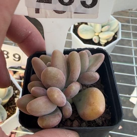 283芒果奶多肉一物一拍