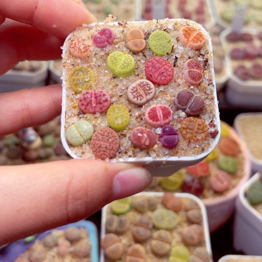 379号带盆包邮发货