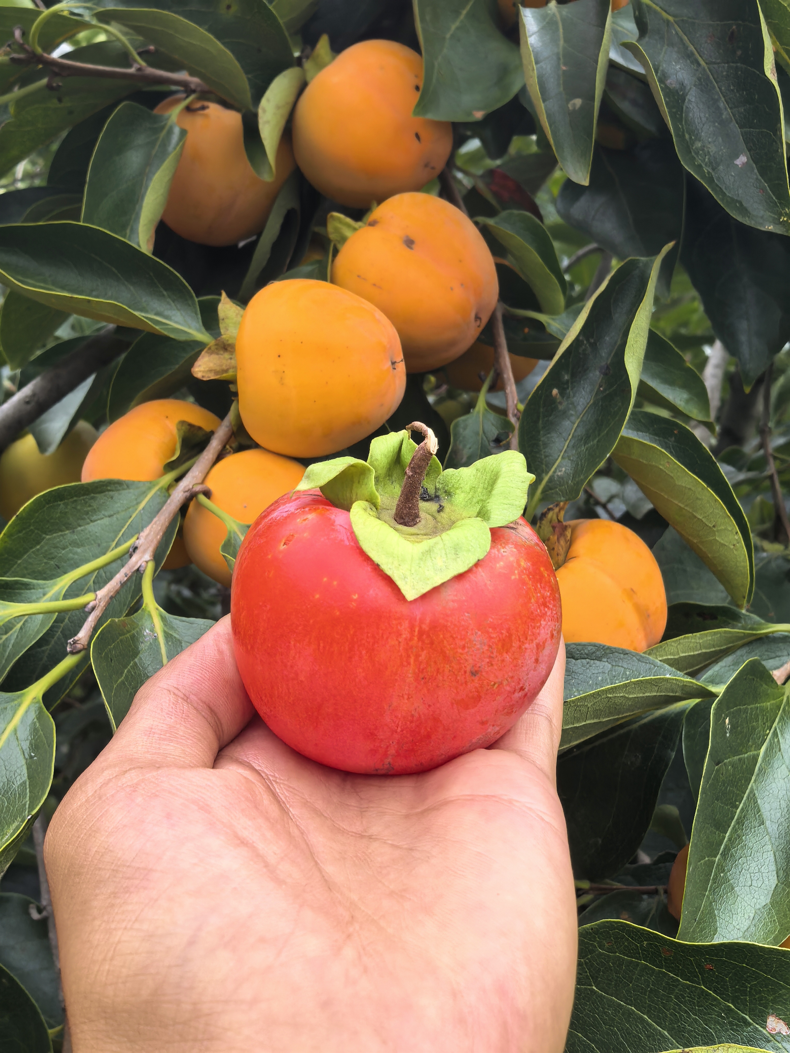 新鲜现摘正宗火晶柿子