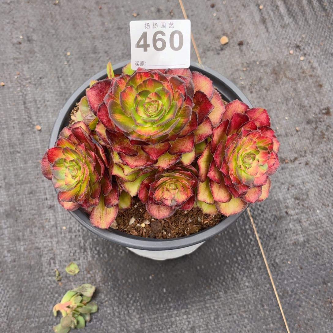 二**姨12  460多肉法师