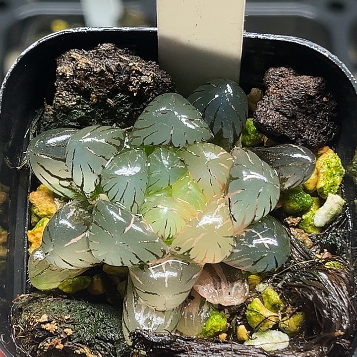 永***愛99冰灯玉露锦头家多肉十二卷