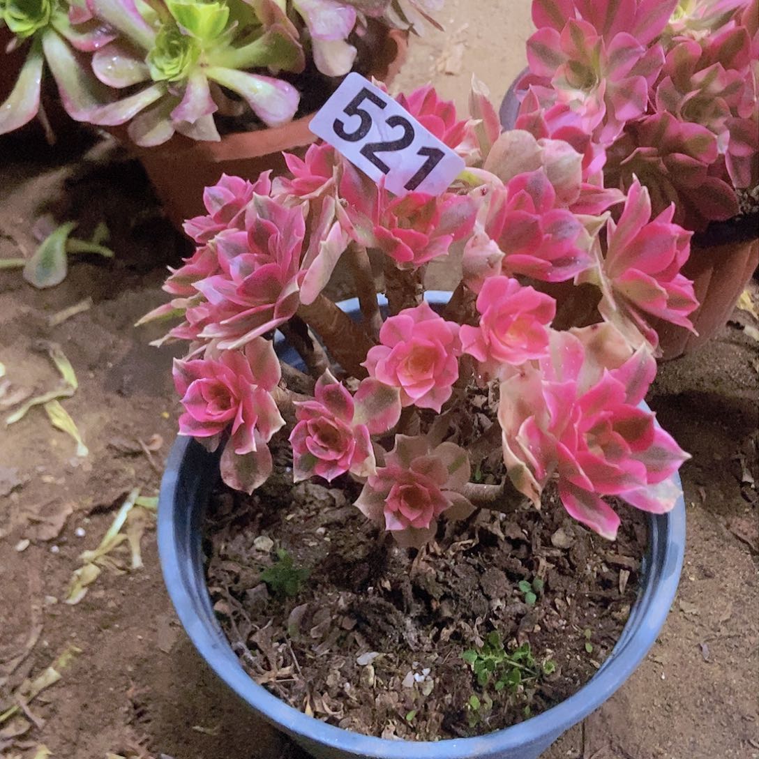 521粉女郎老庄朵朵特价