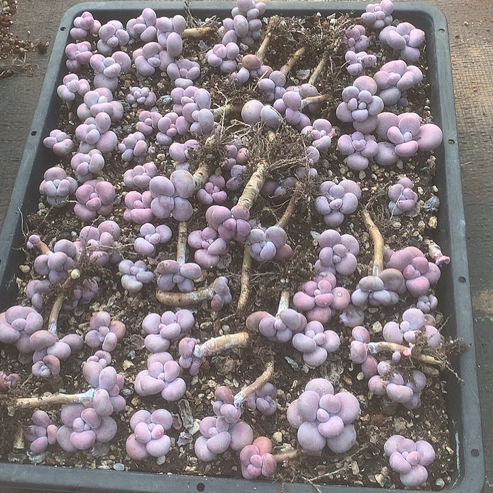 玫***』璐璐同门哭我哦哦哦哦哦咦