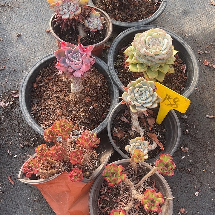 两单包邮，一物一拍，散158