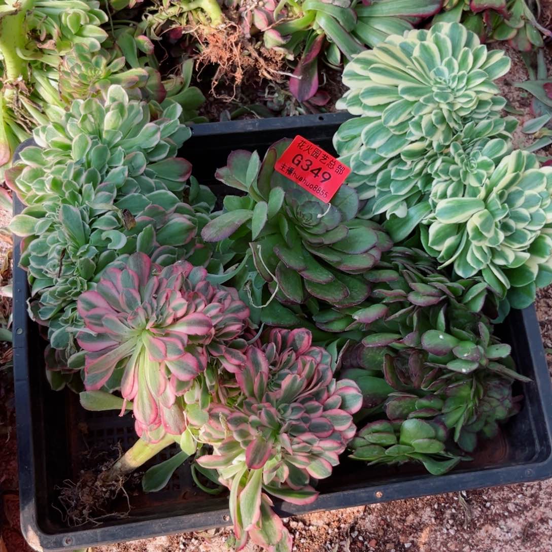 组合349多肉植物