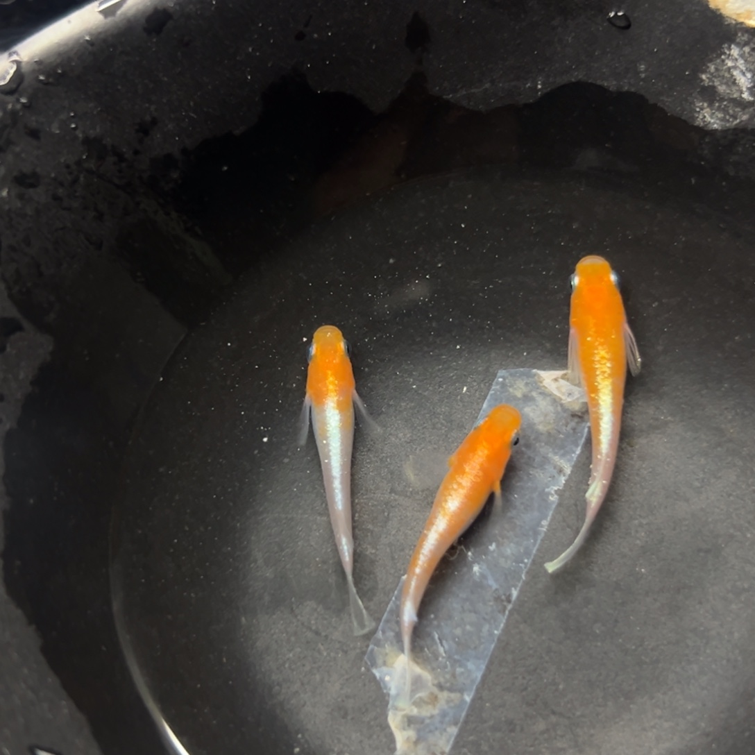 海水鱼才会看看你发哈哈