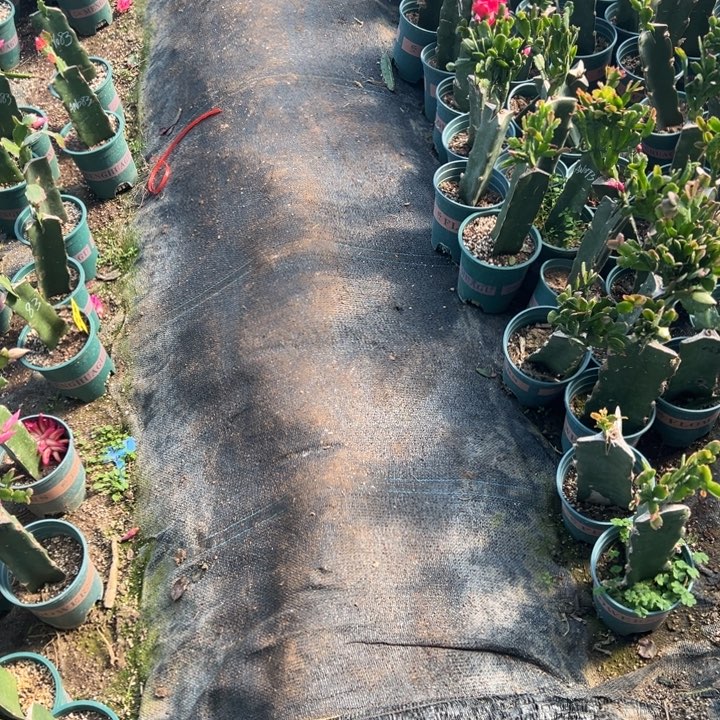 青***姐30号036黄色花朵000000