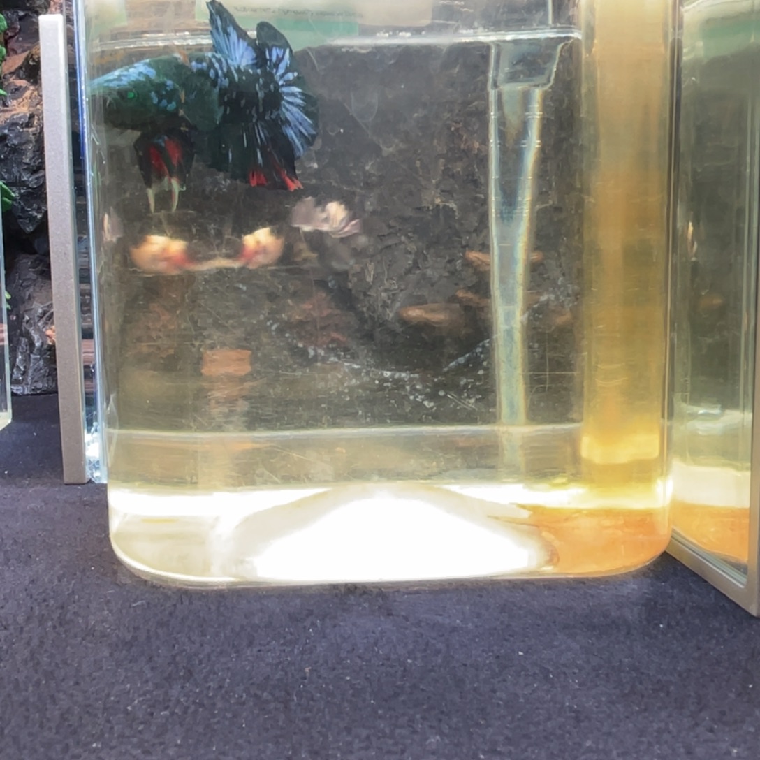 斗鱼十二月三日竞价