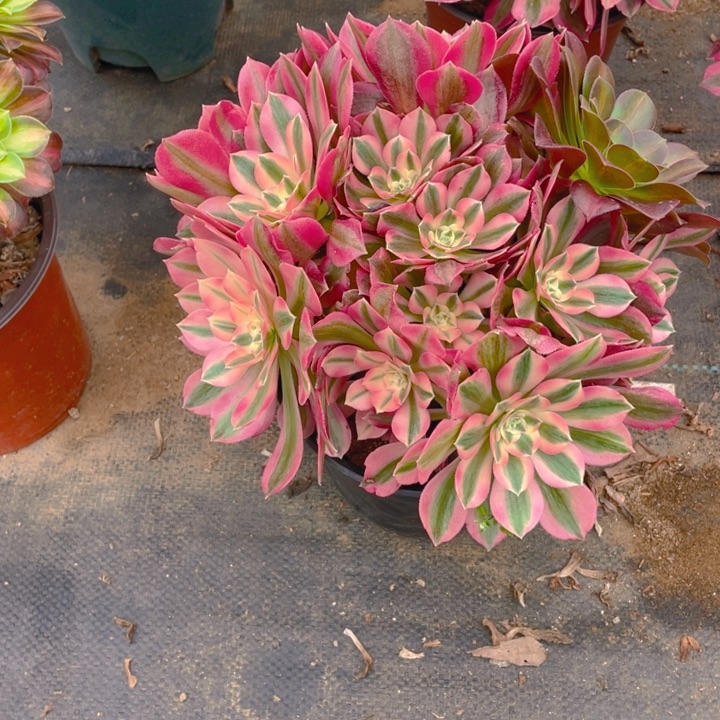 266分女法师多肉断枝不售后