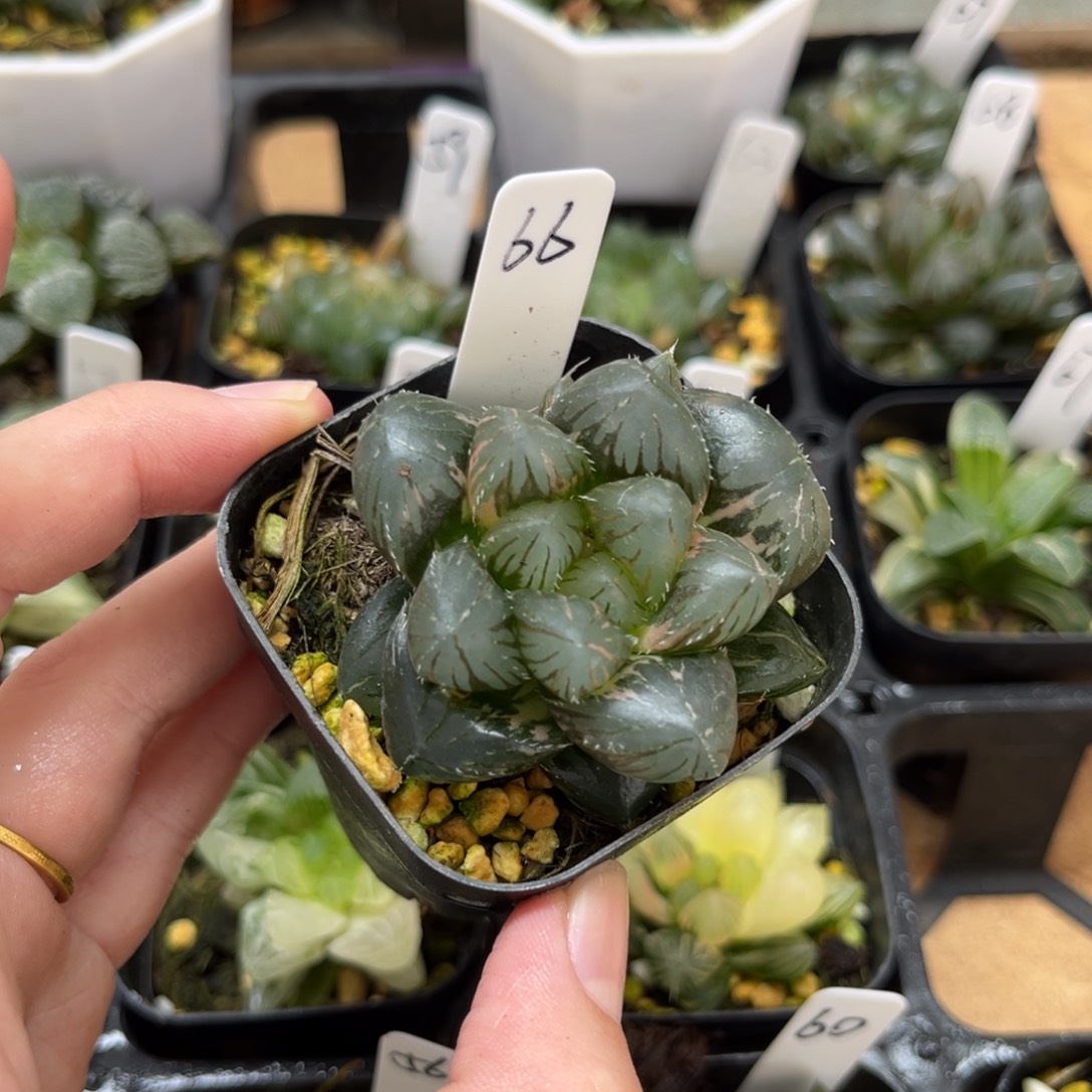 66龙爪玉露锦一物一拍