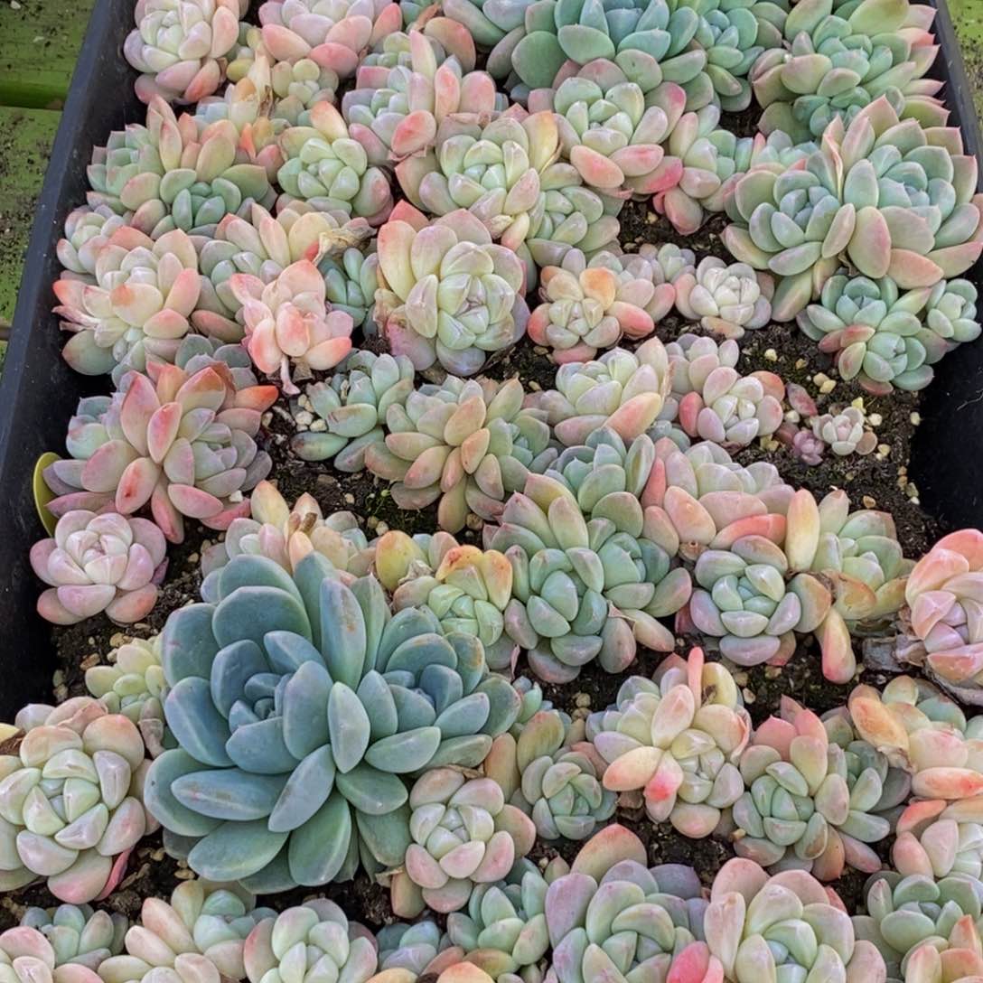 081分钟后用清水浸泡一