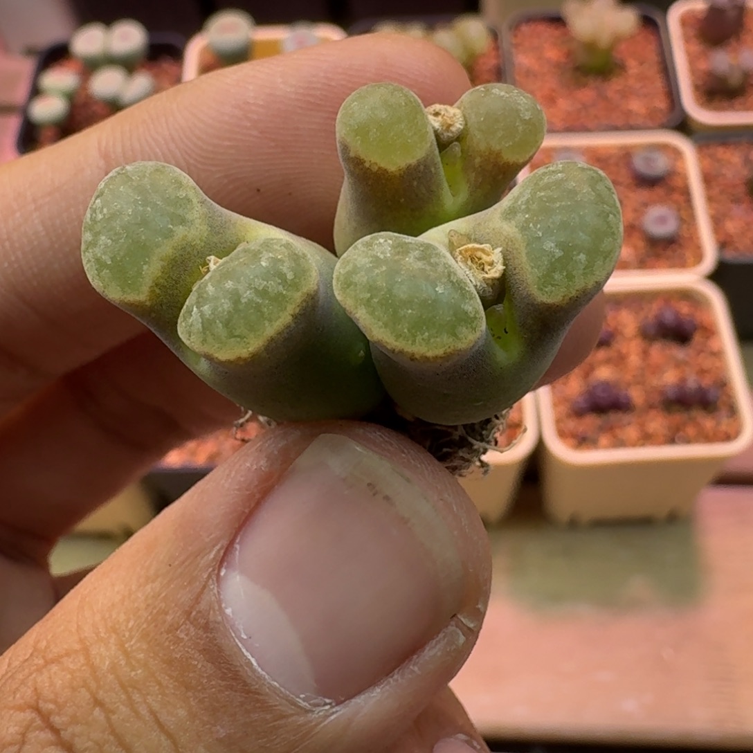 云缦精品番杏28.20 雪花磁铁群