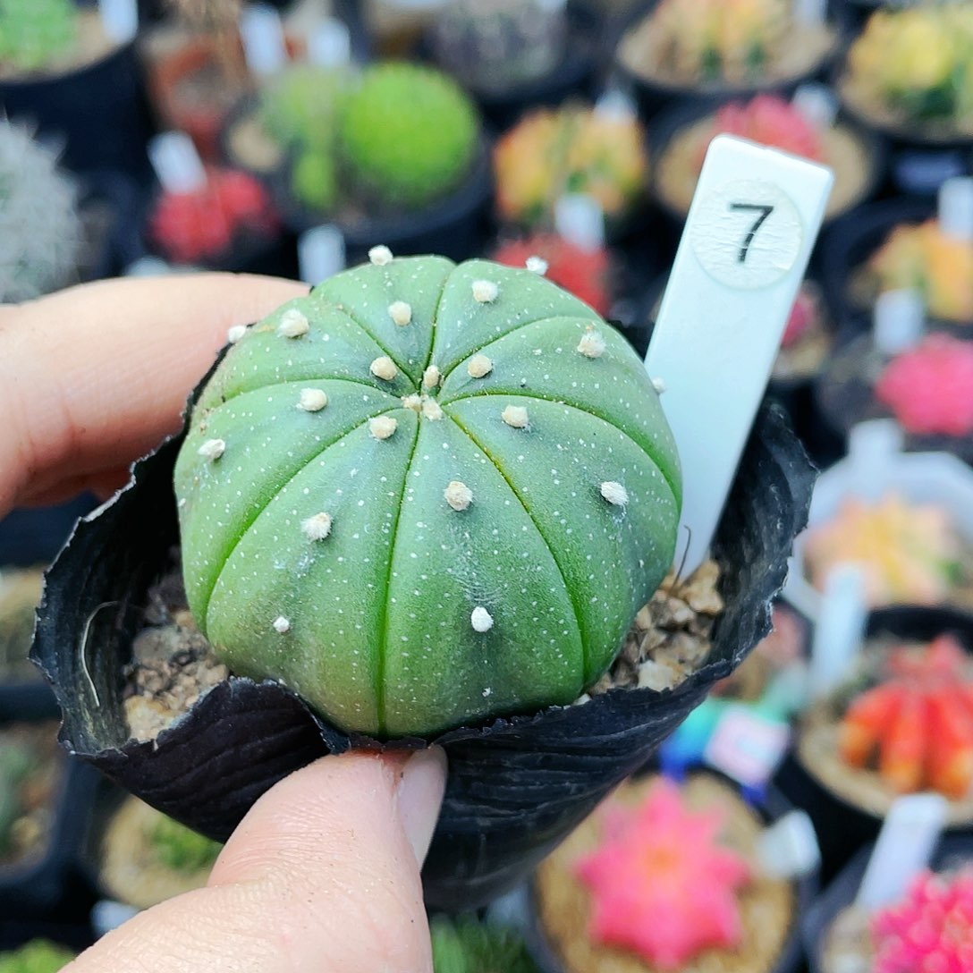 非偏远地区满25包邮仙人球