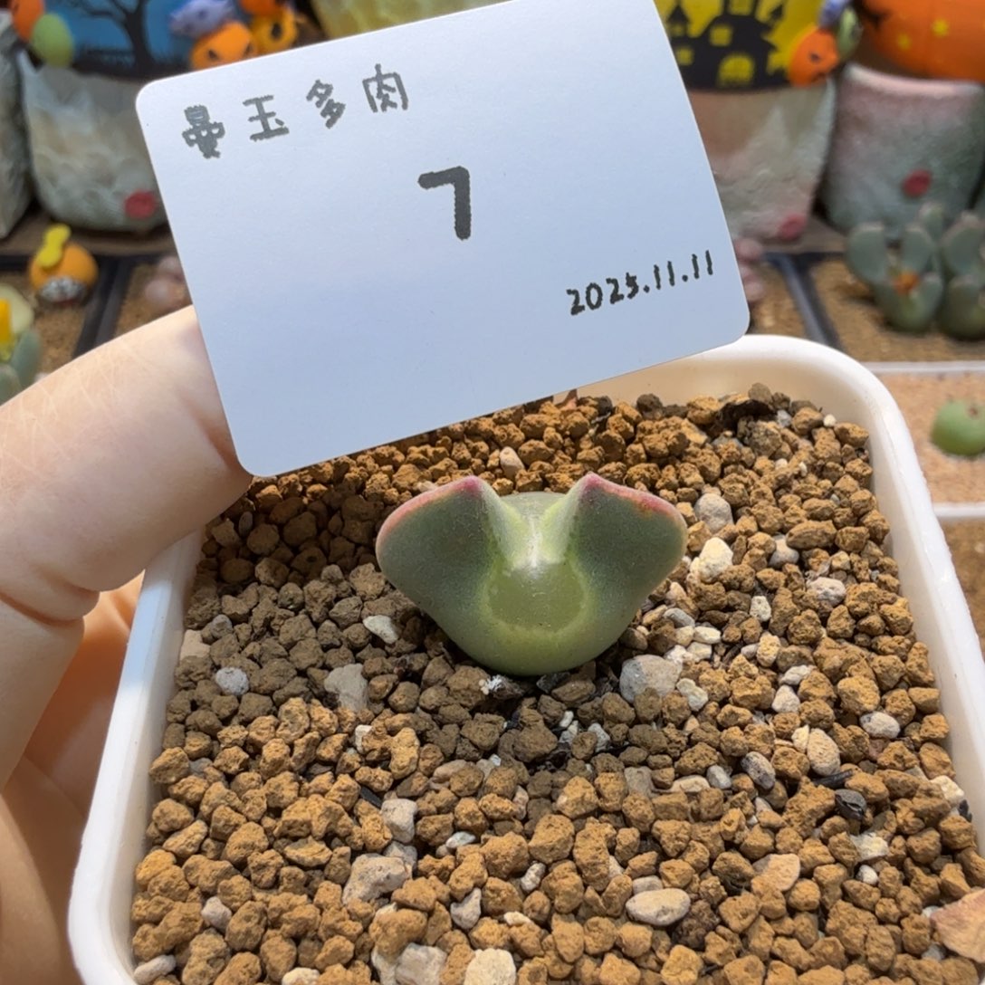 多肉多肉多肉11.11-007 空蝉（青蛙3年）
