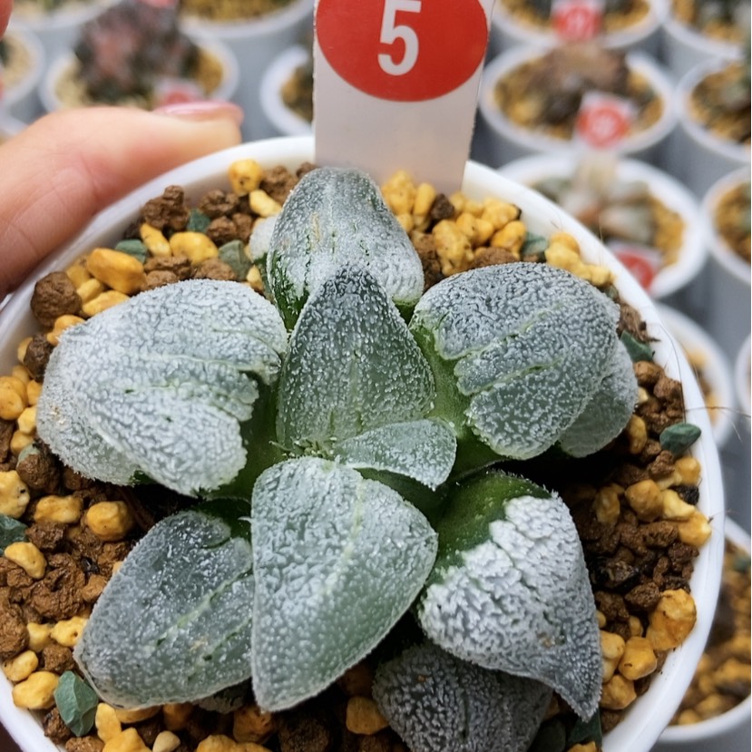 【闪购商品】铁道白银5