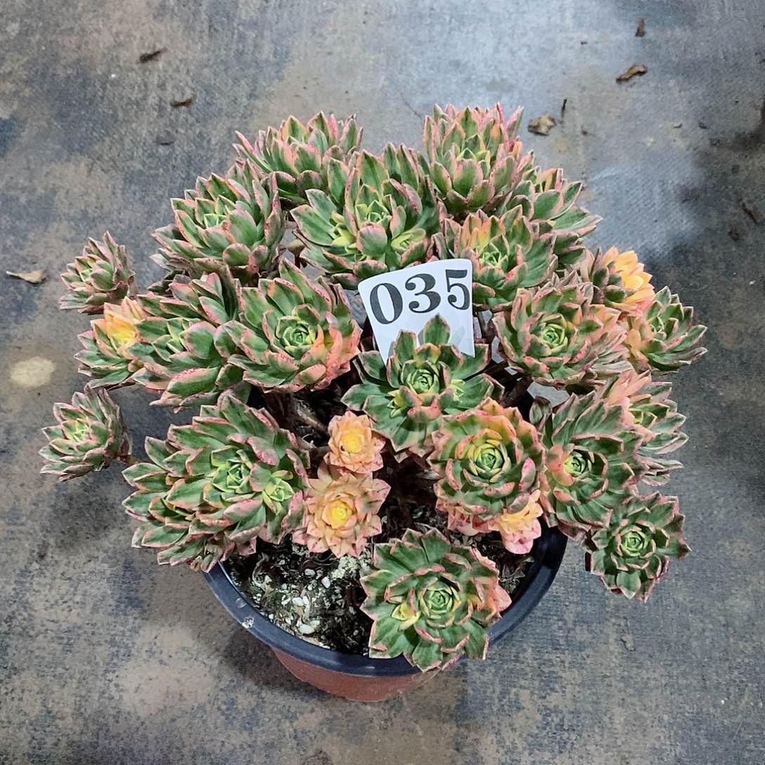 甜茶锦035多肉法师