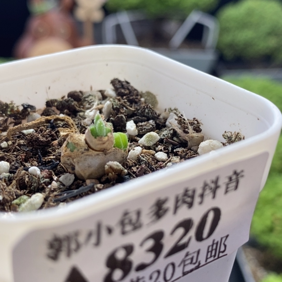 碧光环8320枝干番杏