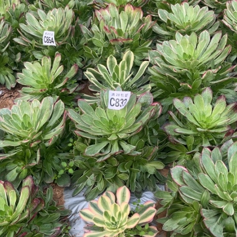 833万彩灯不包断枝