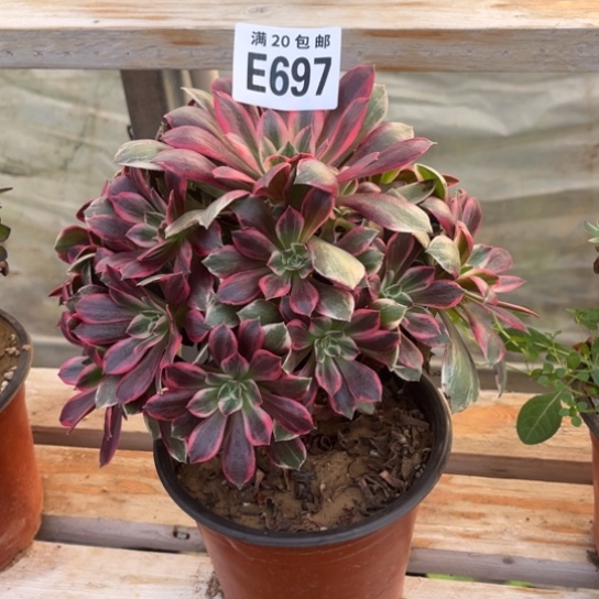 697浣纱法师不包断枝