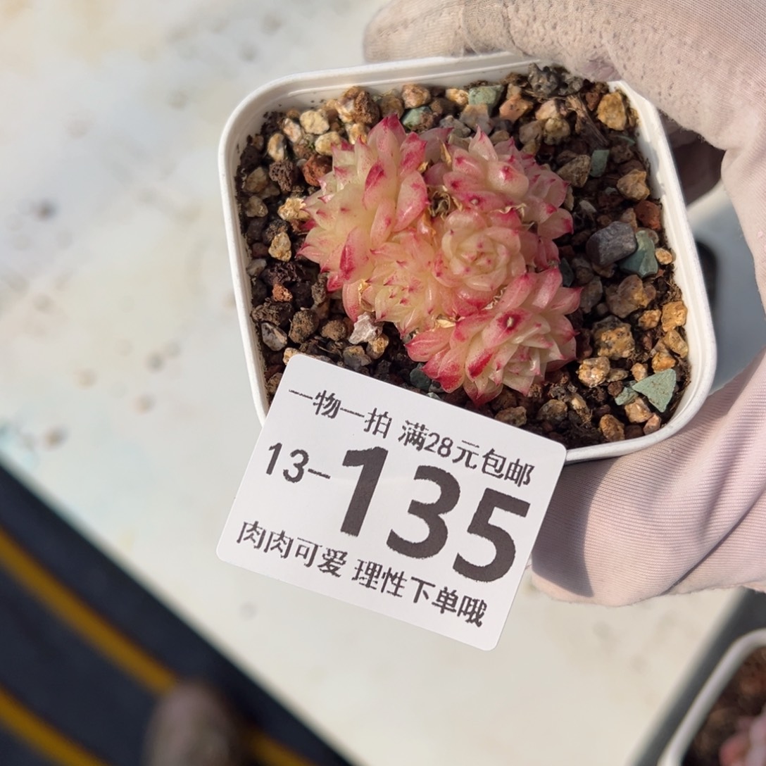 小脸麦多肉多肉多肉多肉