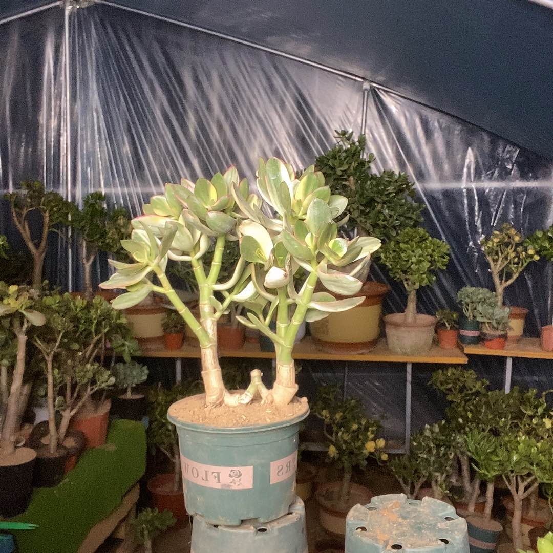 蓉***蓉完全开放新花月锦一物一拍