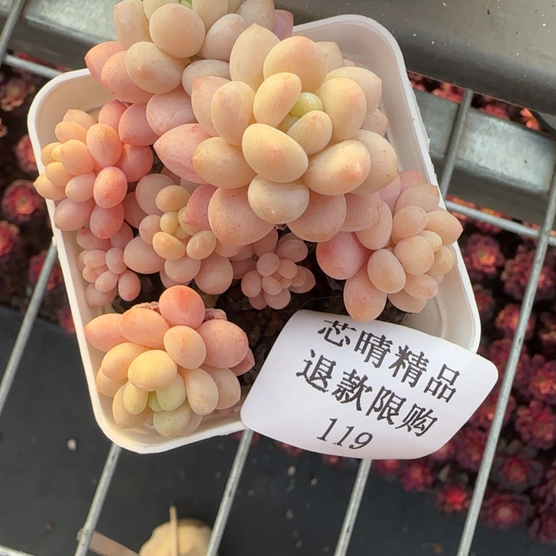 闪购精品多肉119号