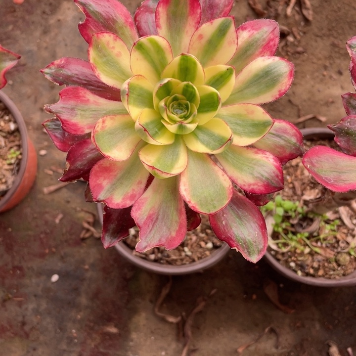 黑***！279烈焰多肉12645678123456789