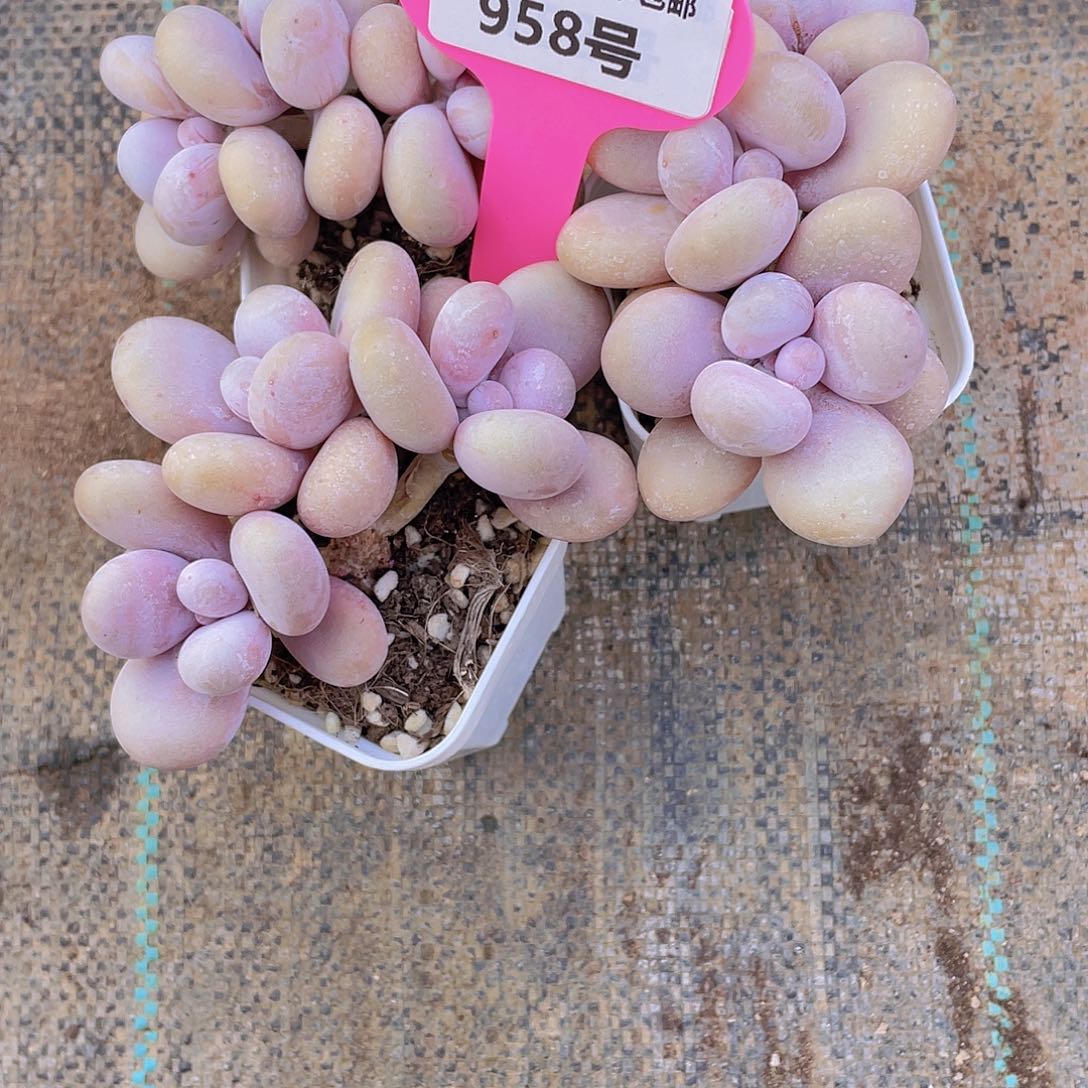 958号 老桩水光针原始奶一颗