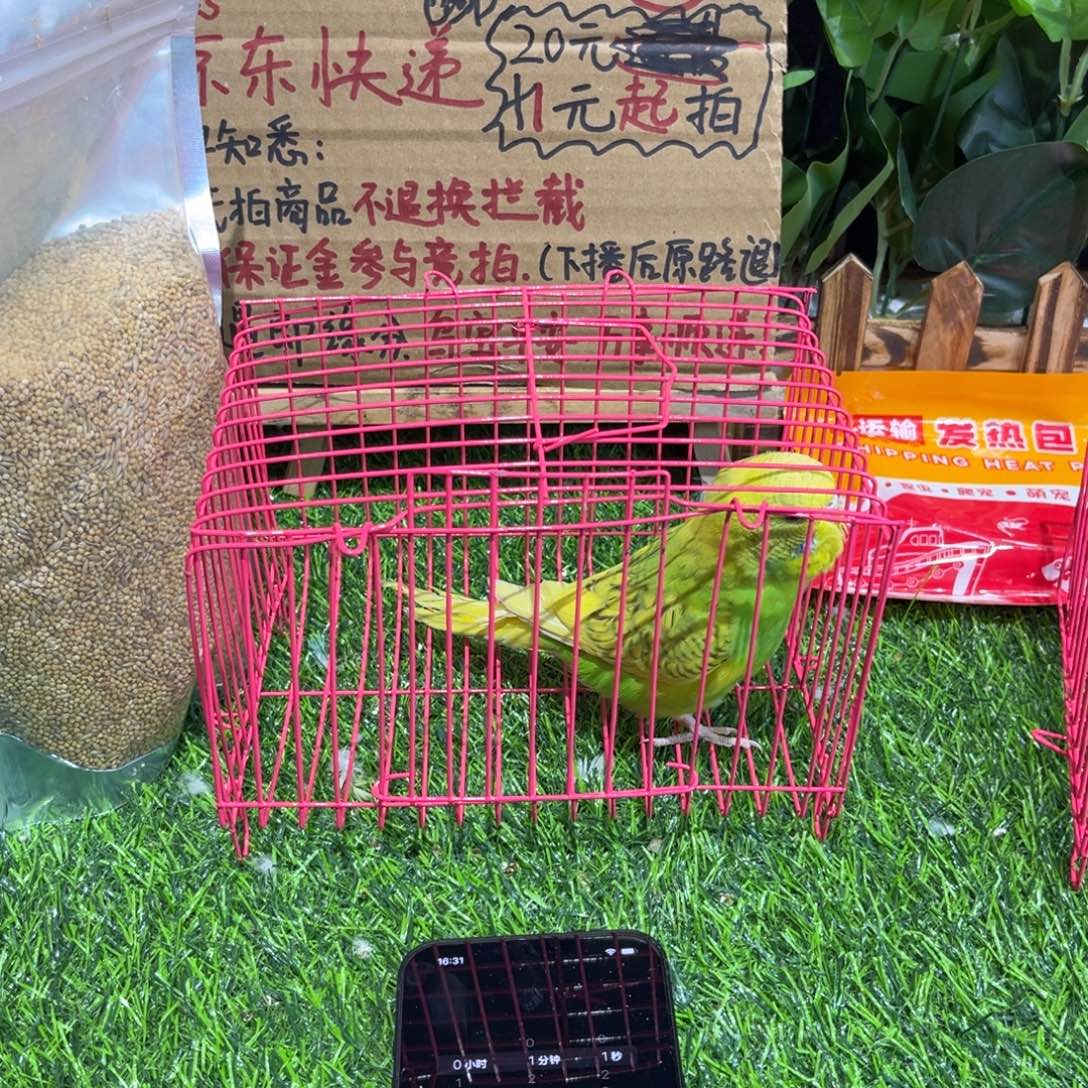 ****麦虎皮鹦鹉大头虎皮鹦鹉一只，一物一拍不退换竞拍