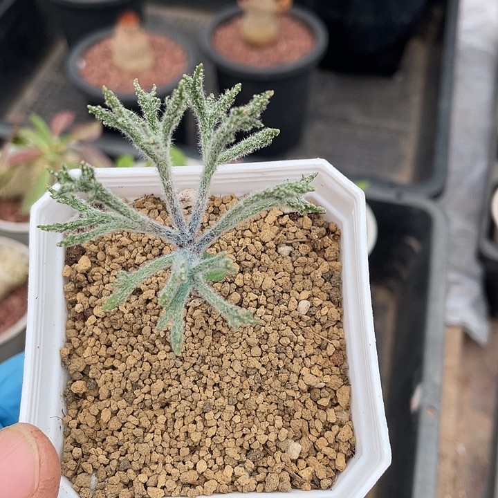 8888将军番雾冰玉块根