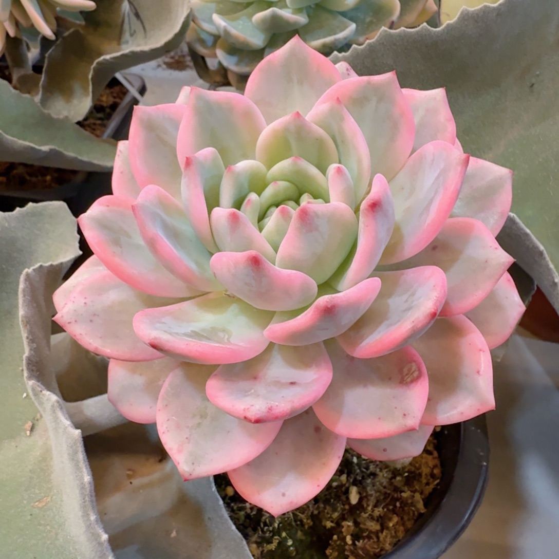 爱丽儿大单头 安吉园艺锦