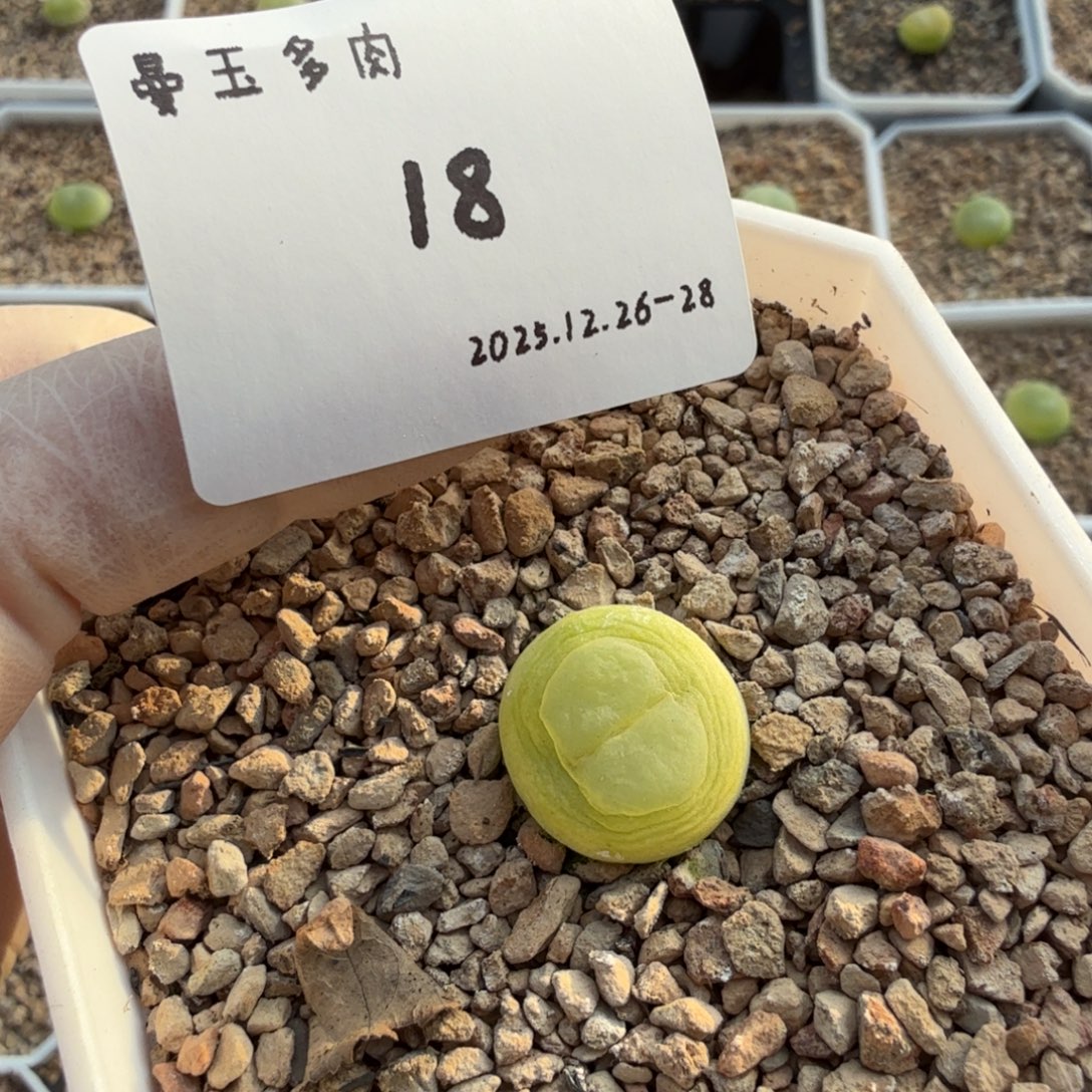 H***a多肉多肉多肉12-018