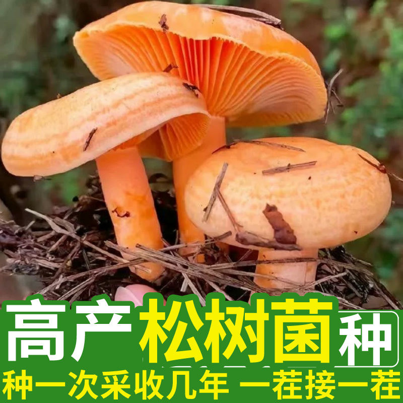 野生优质乌枞菌黄枞菌菌种菌包居家培植野生枞树菌黄碟菌菌种家种