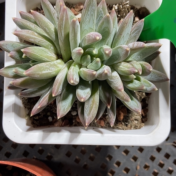 多肉植物炫彩星790