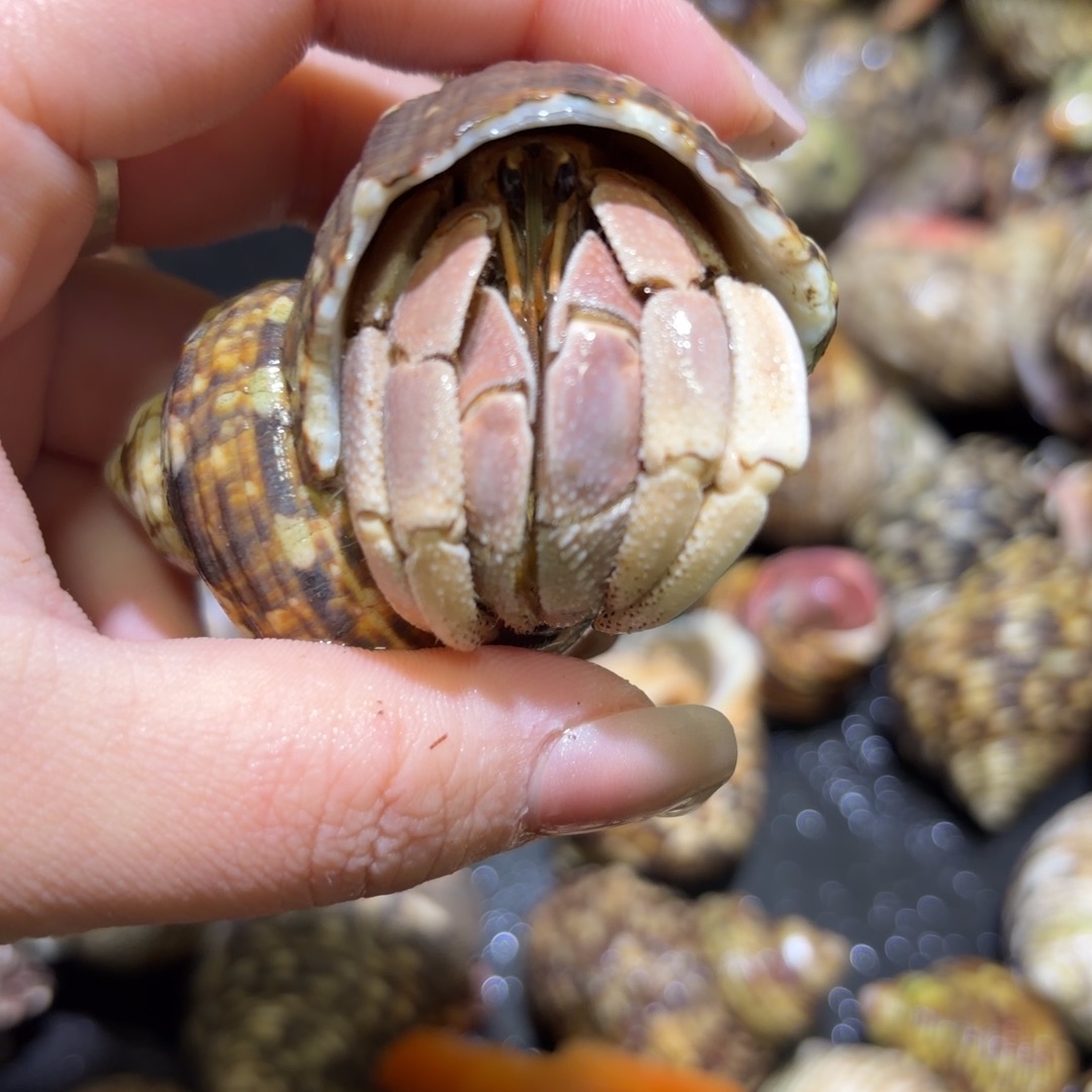 3.0口 彩灰寄居蟹 