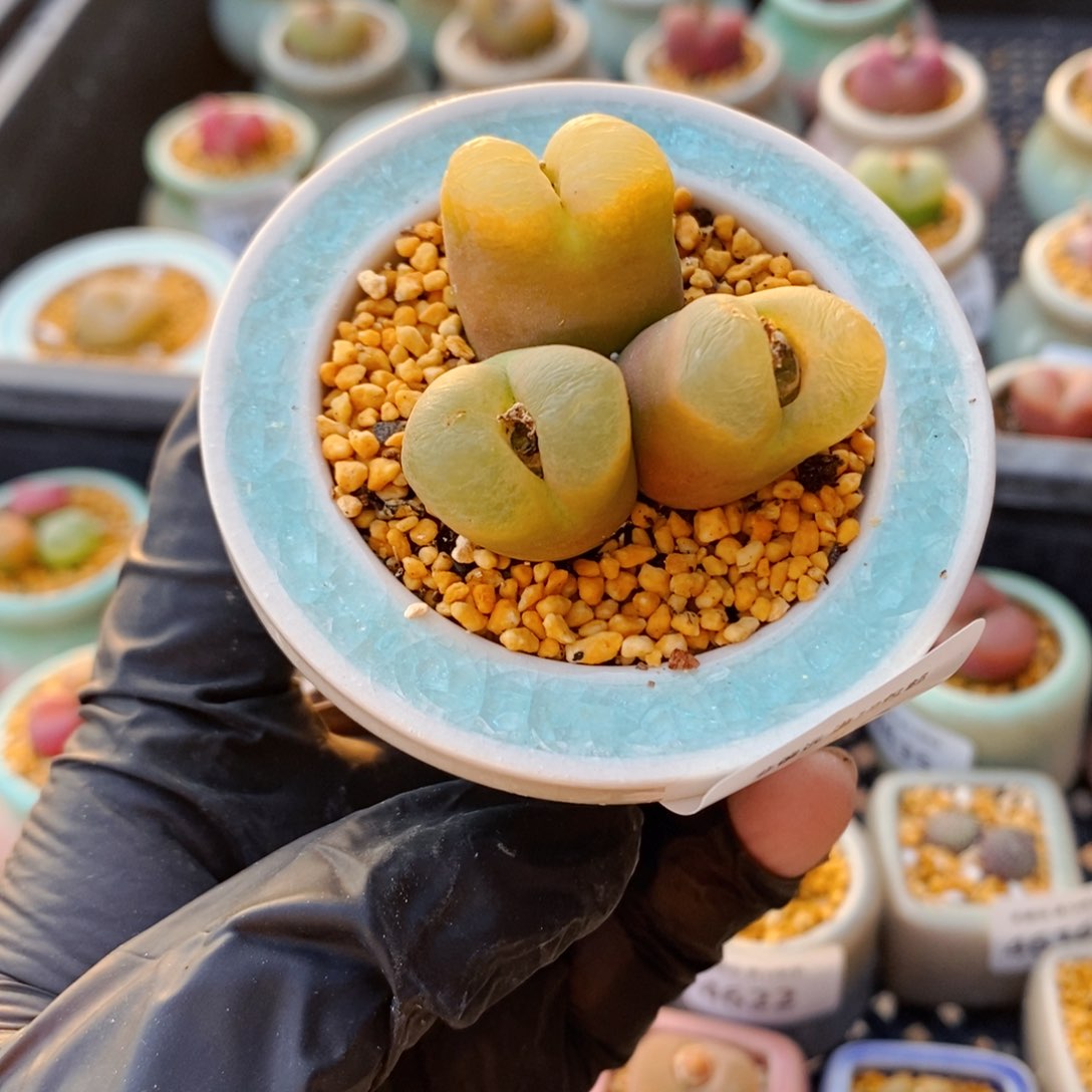 4668-一物一拍 带盆