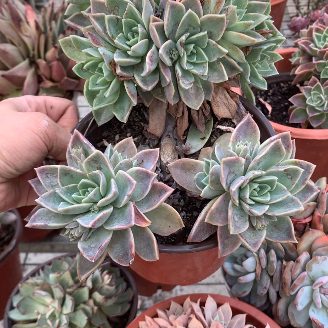 °****°哈利沃森多肉植物