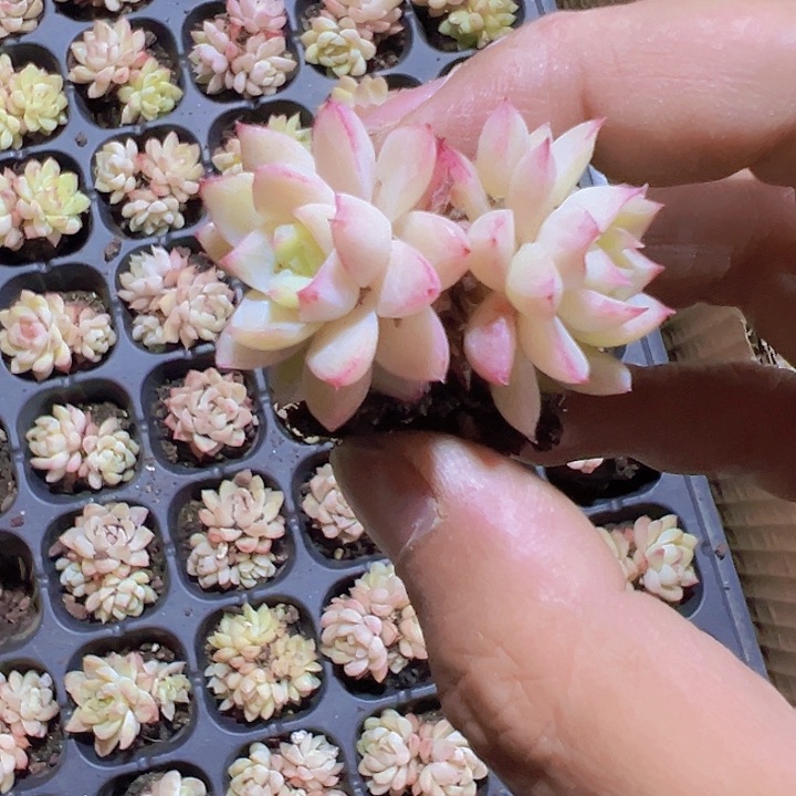 粉色女王精品多肉